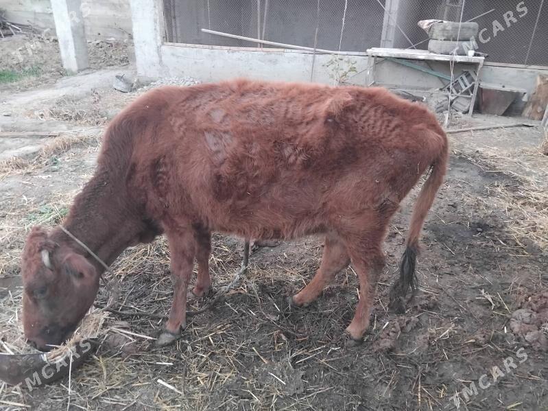 sygyr - Багир - img 2