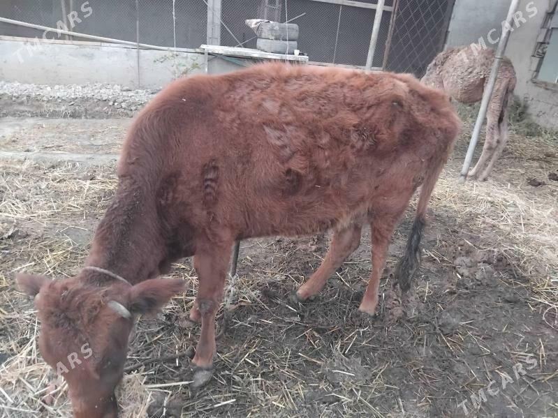 sygyr - Bagyr - img 1