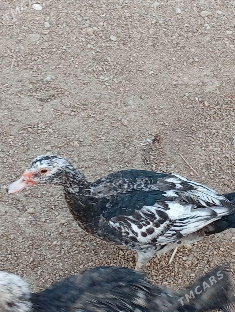 Ady ordek - Balkanabat - img 4