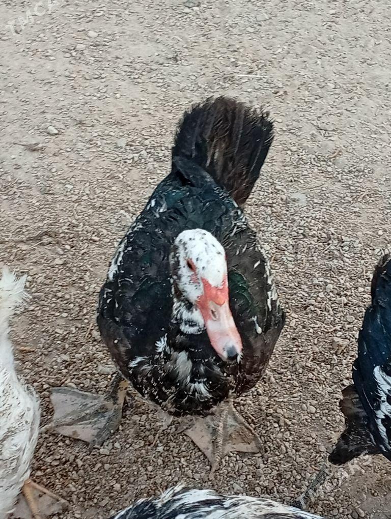 Ady ordek - Балканабат - img 1