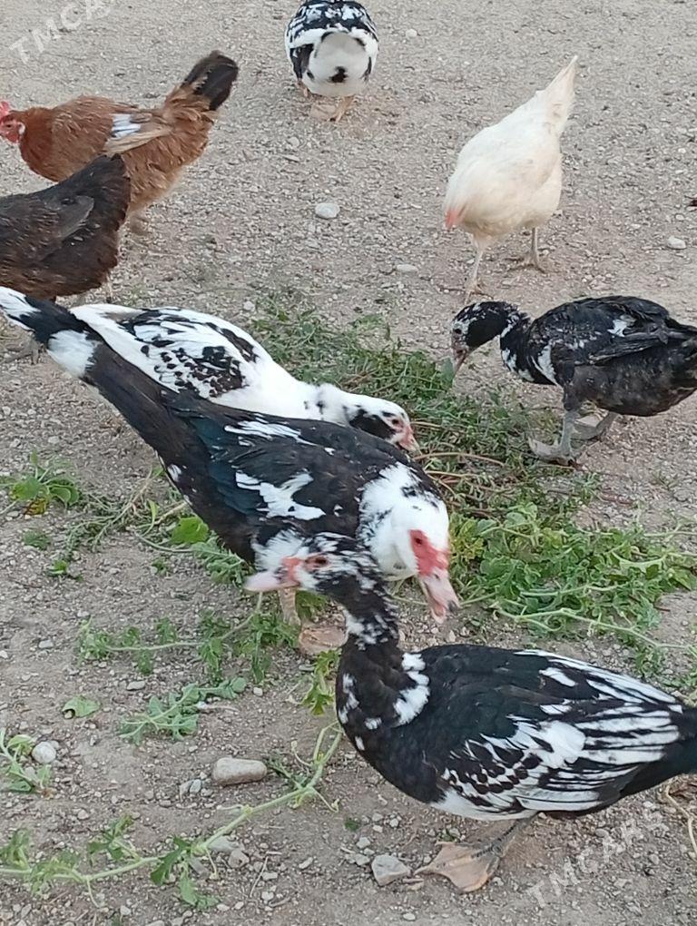 Ady ordek - Balkanabat - img 2