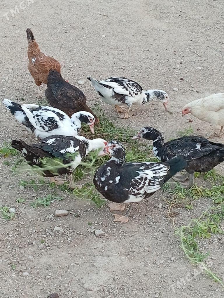 Ady ordek - Balkanabat - img 3