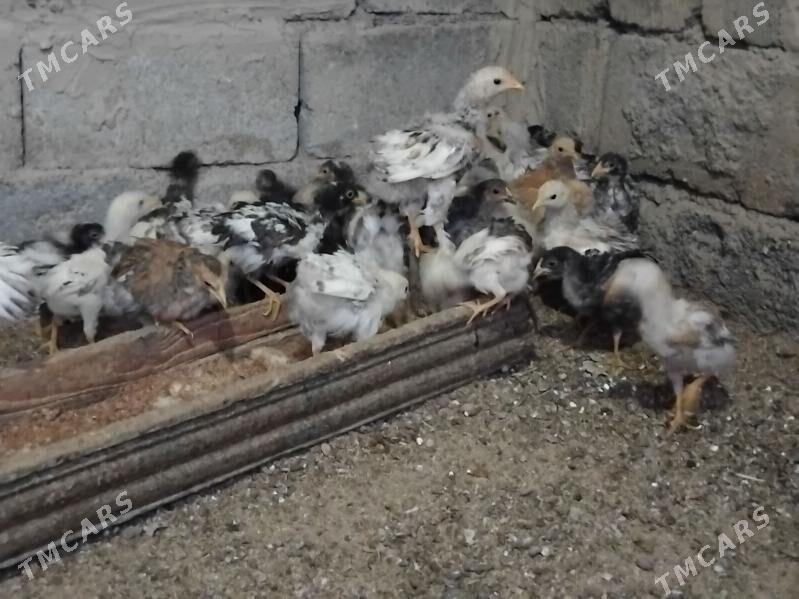 Towuk jüje - Бузмеин - img 2