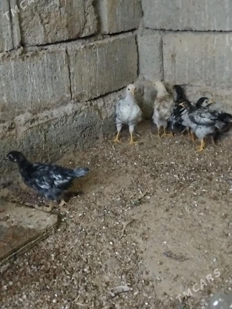 Towuk jüje - Büzmeýin - img 1