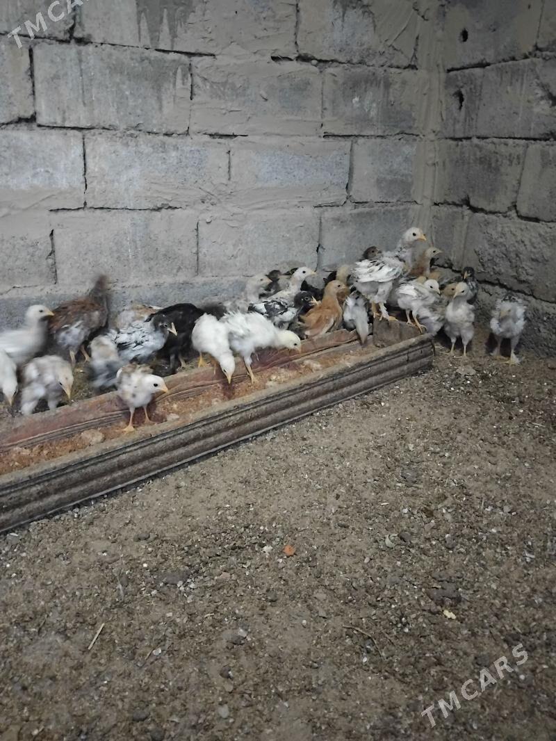 Towuk jüje - Бузмеин - img 3