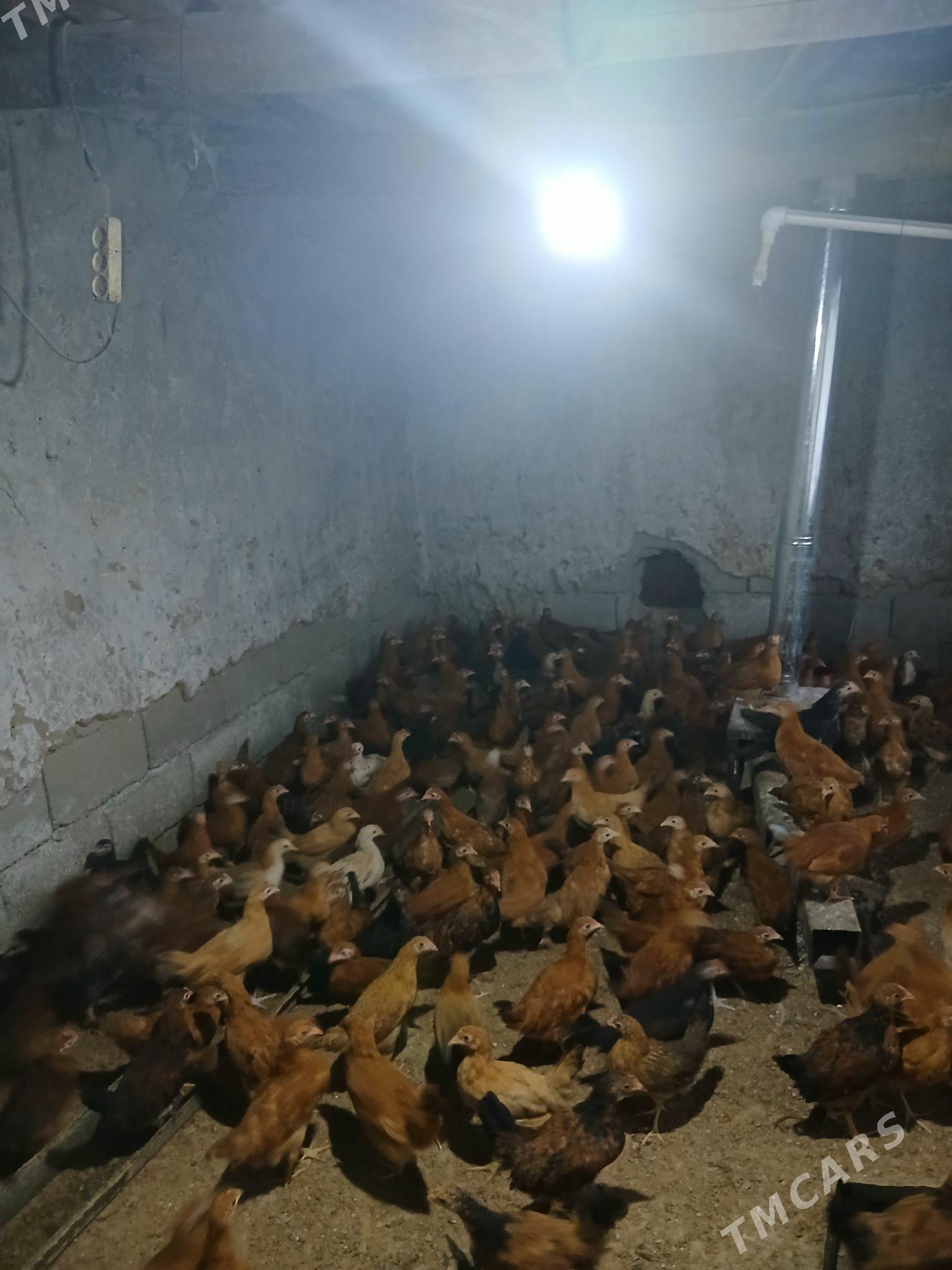 juje 3 Ay bolan - Aşgabat - img 7