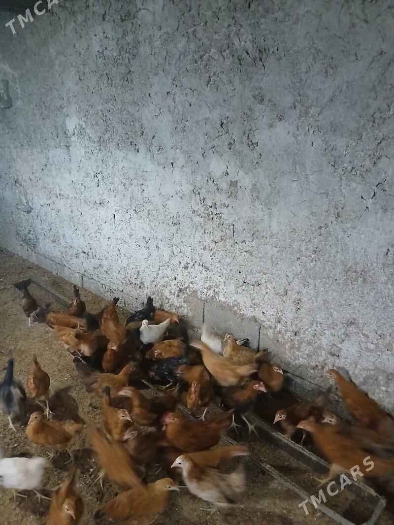 juje 3 Ay bolan - Aşgabat - img 3