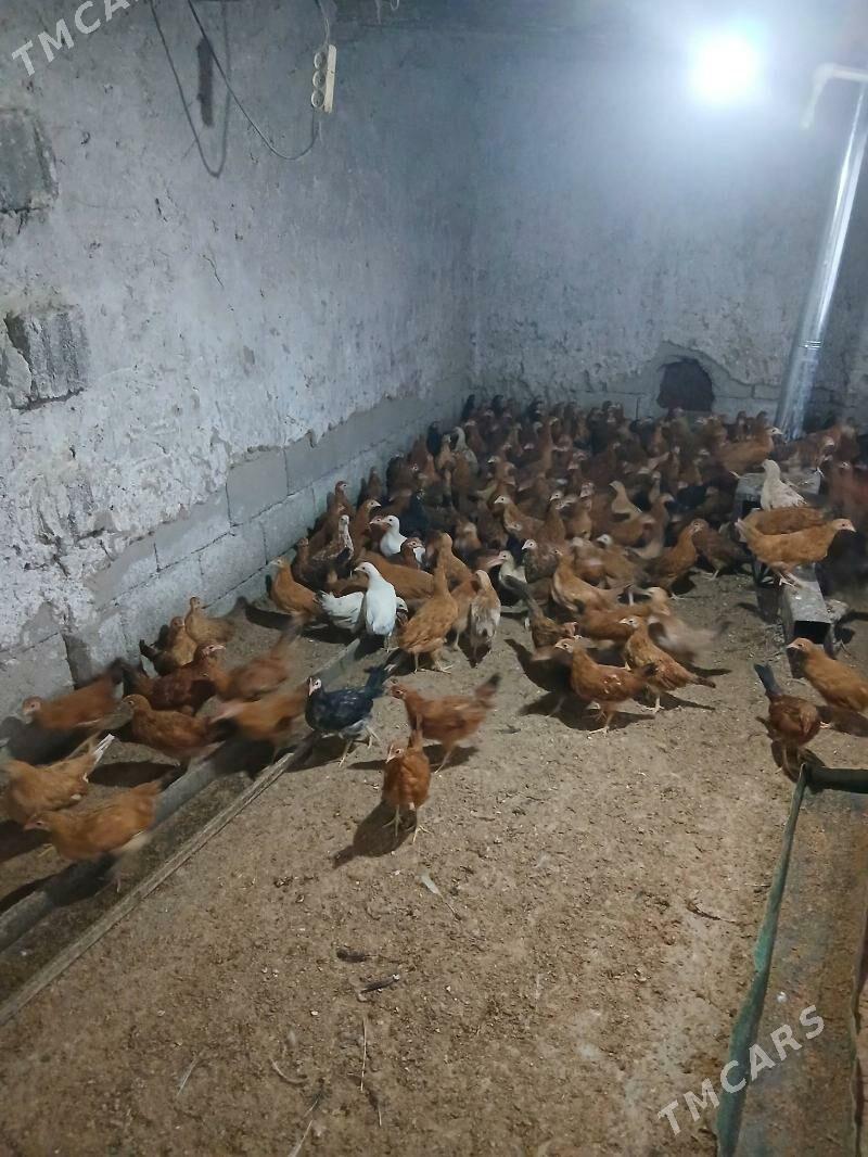 juje 3 Ay bolan - Ашхабад - img 1