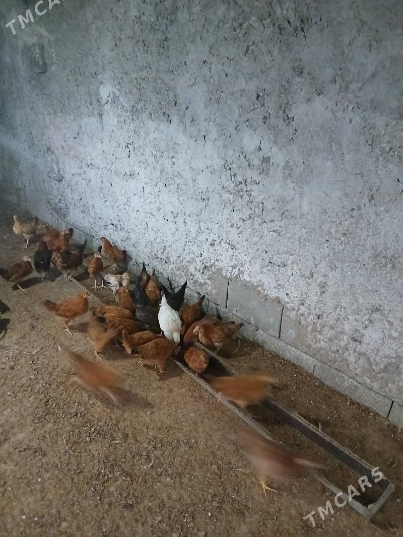 juje 3 Ay bolan - Aşgabat - img 4