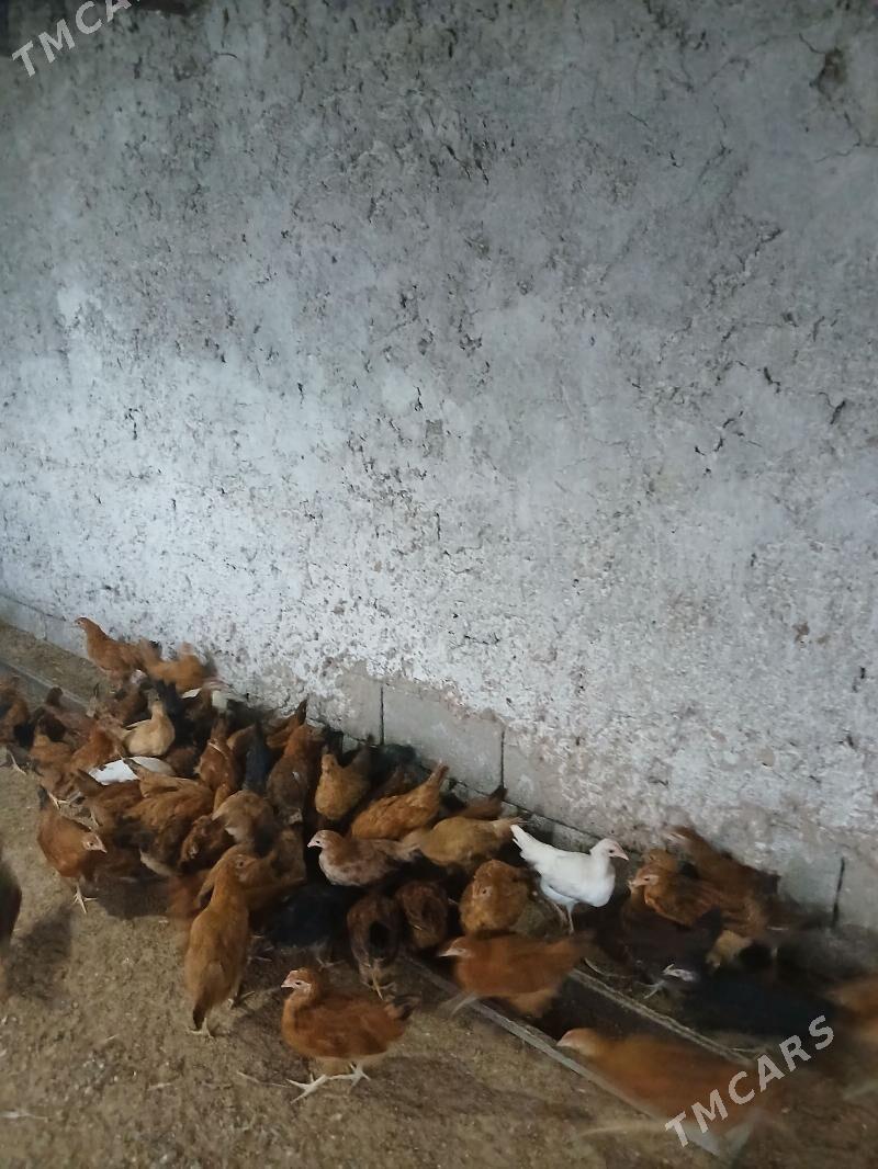 juje 3 Ay bolan - Aşgabat - img 6