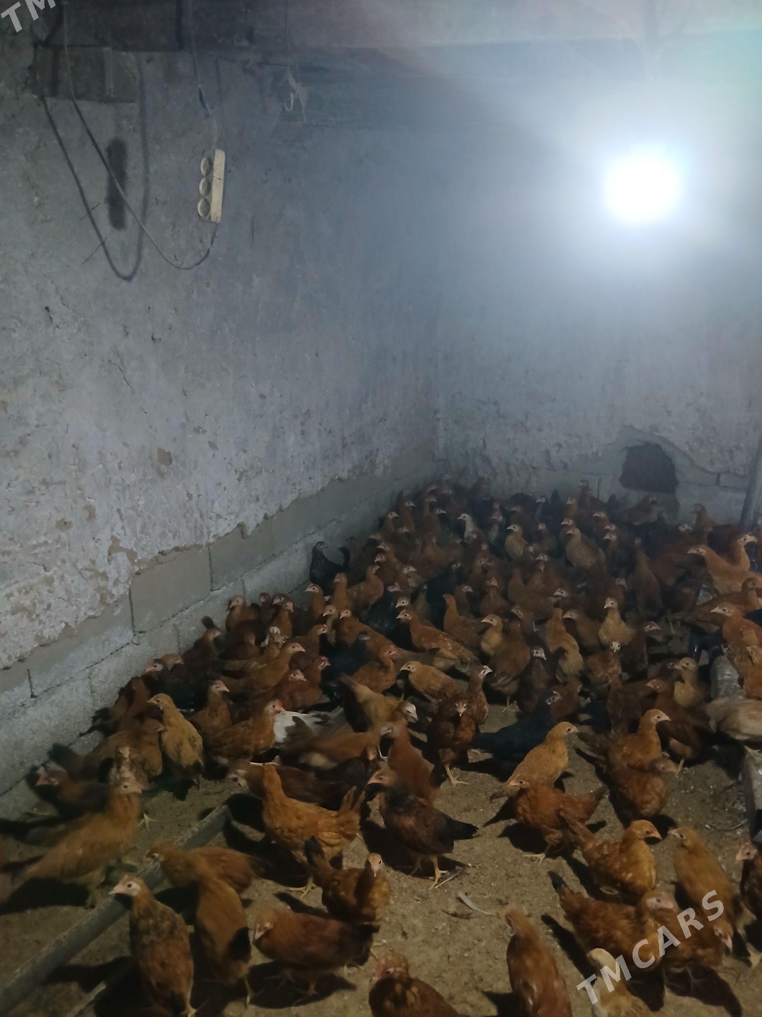 juje 3 Ay bolan - Aşgabat - img 5