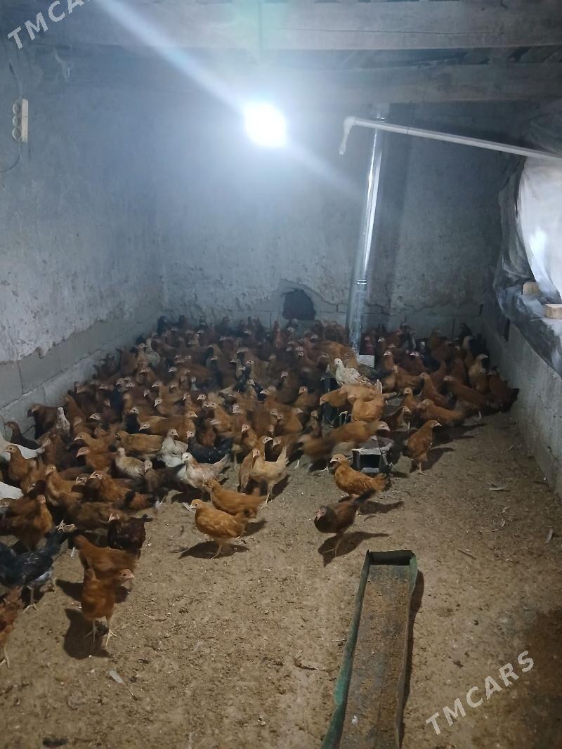 juje 3 Ay bolan - Aşgabat - img 2