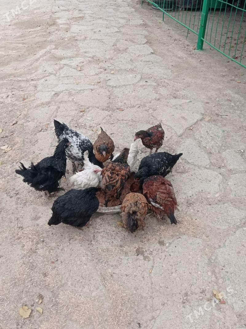 juje - Берекет - img 2