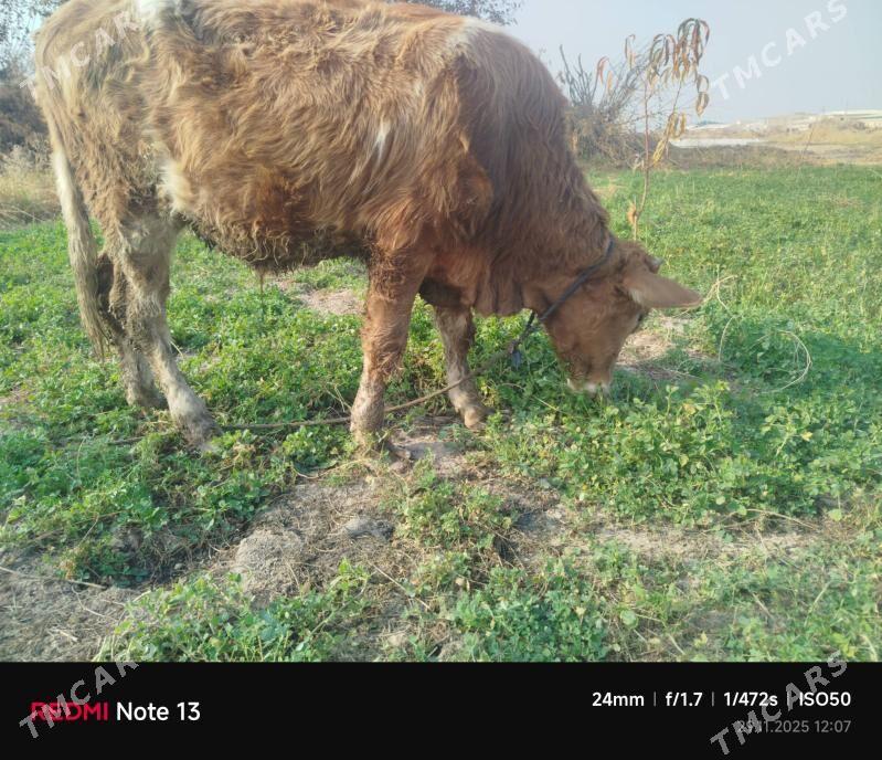 smental okuz - Çärjew - img 2