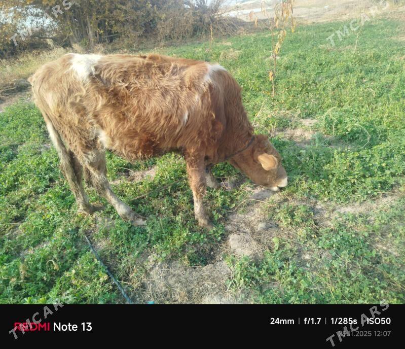 smental okuz - Çärjew - img 3