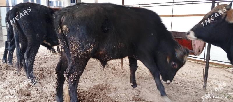 Baklyk okuzler 61 mln - Türkmenabat - img 4