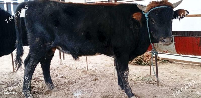 Baklyk okuzler 61 mln - Türkmenabat - img 6