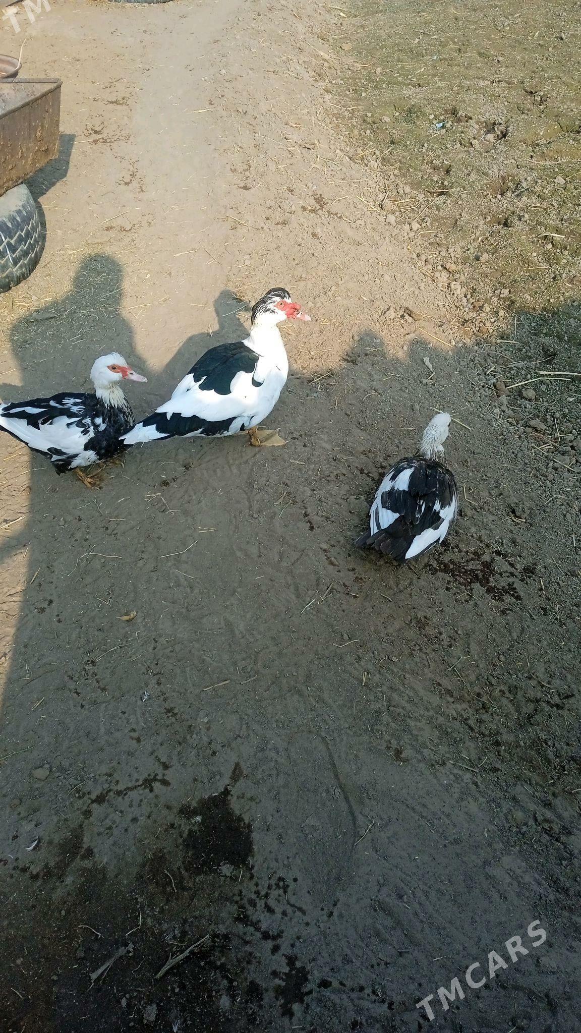 ordek - Sakarçäge - img 2