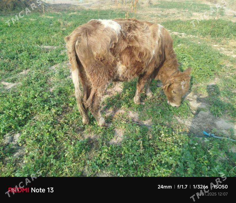 smental okuz - Çärjew - img 1