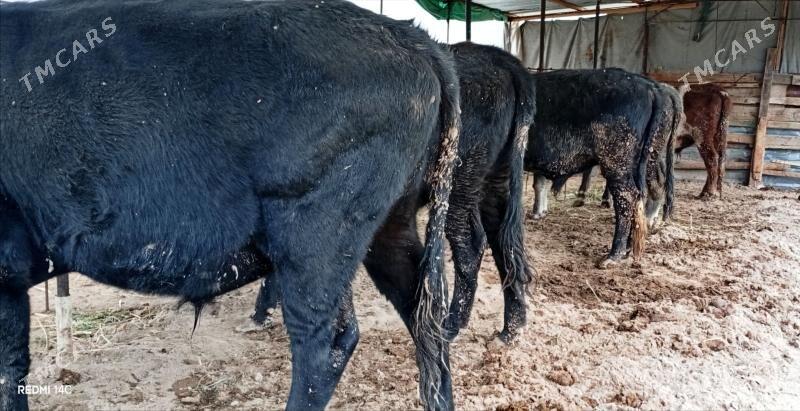 Baklyk okuzler 61 mln - Türkmenabat - img 9