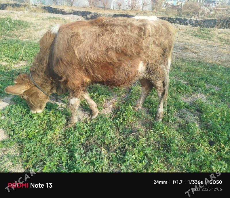 smental okuz - Çärjew - img 4