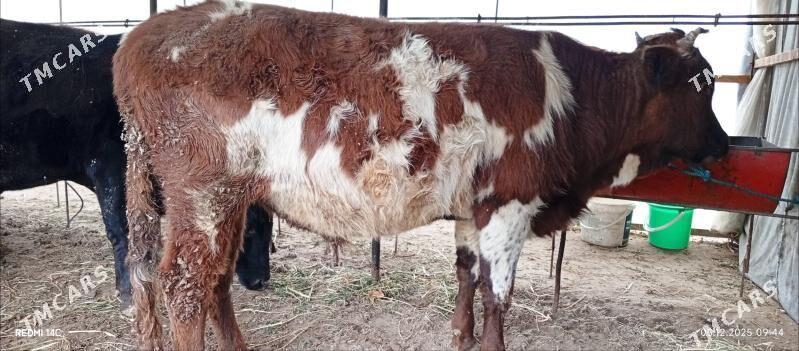 Baklyk okuzler 61 mln - Türkmenabat - img 3