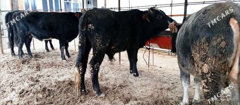 Baklyk okuzler 61 mln - Türkmenabat - img 5