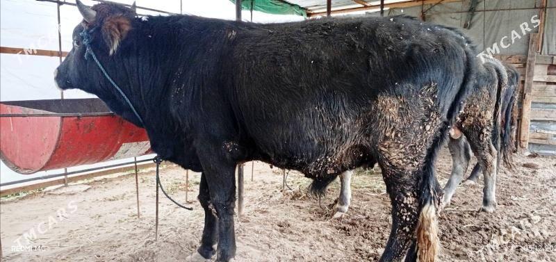 Baklyk okuzler 61 mln - Türkmenabat - img 2