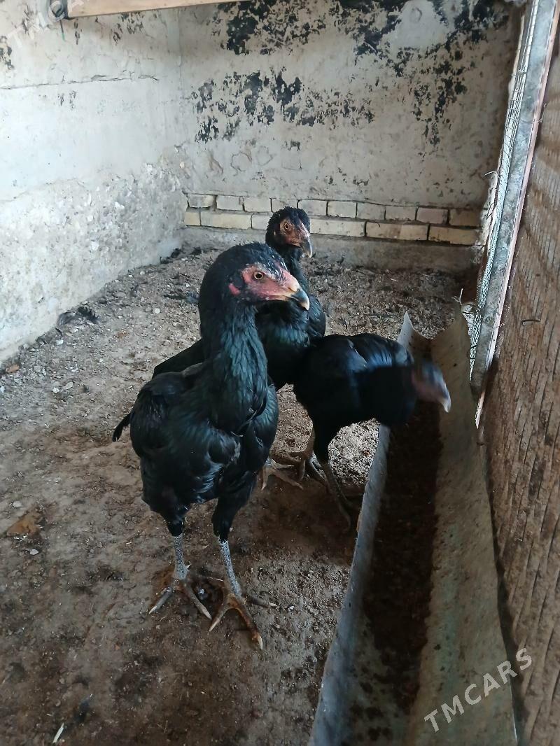 paroda towuk - Wekilbazar - img 1