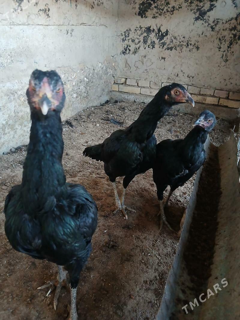 paroda towuk - Wekilbazar - img 2