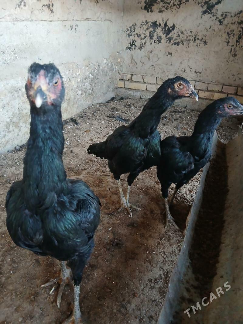 paroda towuk - Wekilbazar - img 4