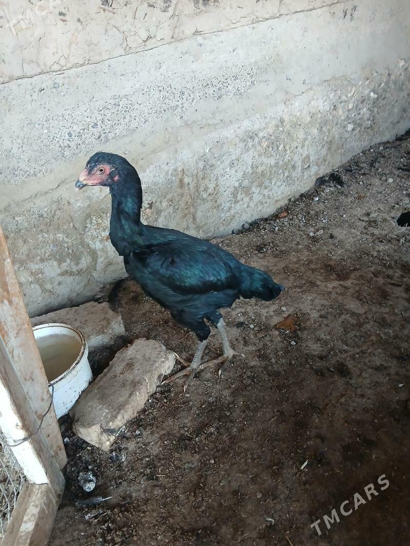 paroda towuk - Wekilbazar - img 3