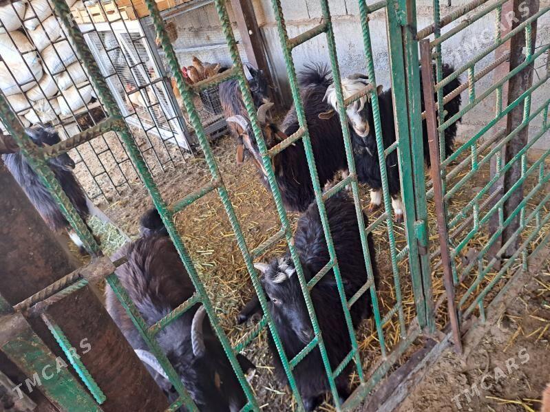 cebisler - Aşgabat - img 2