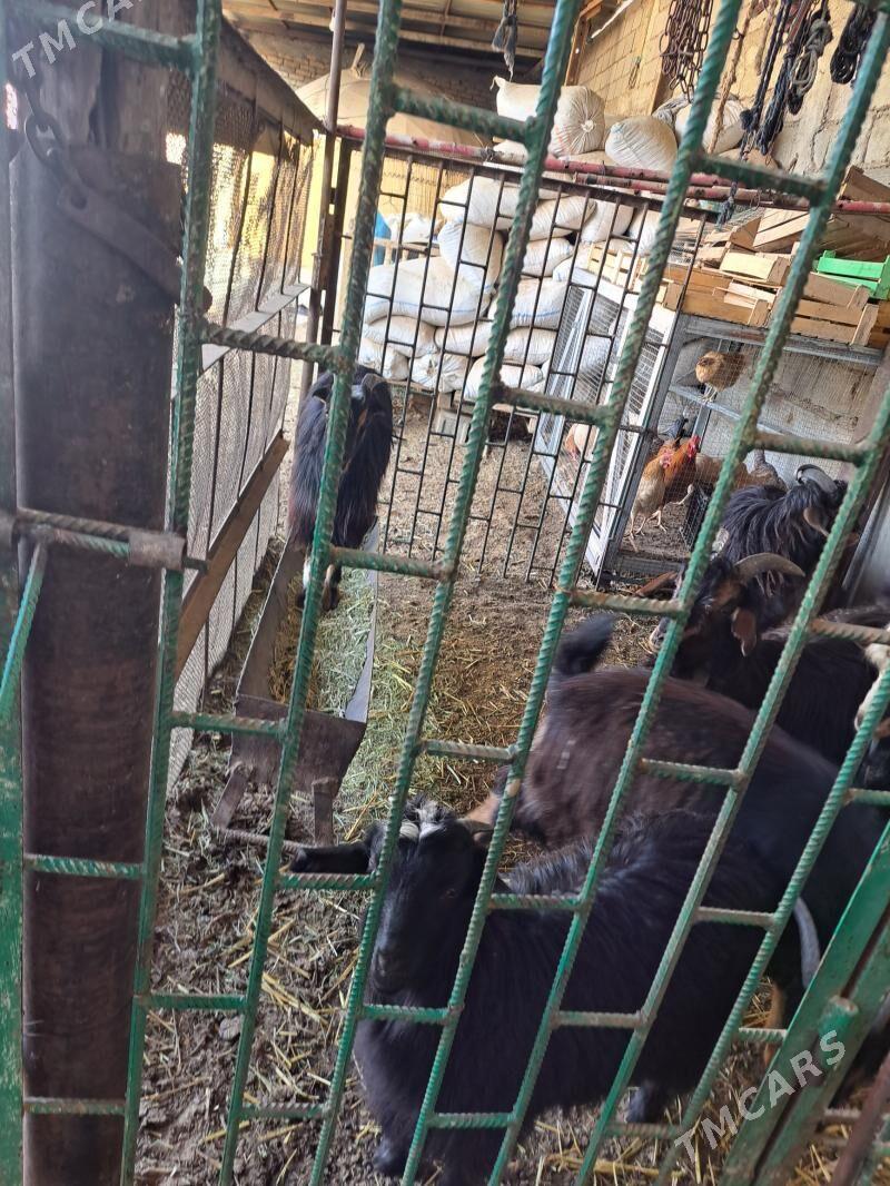 cebisler - Ашхабад - img 1