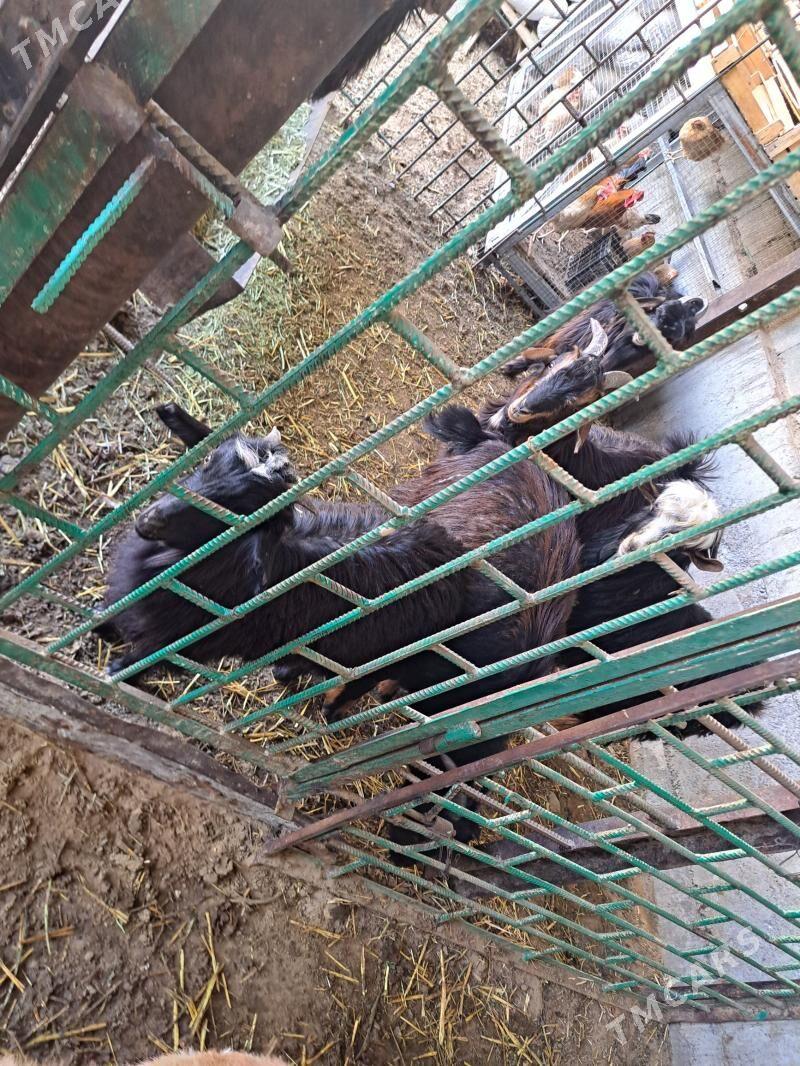 cebisler - Aşgabat - img 3