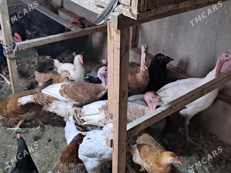 индюк - Туркменабат - img 1