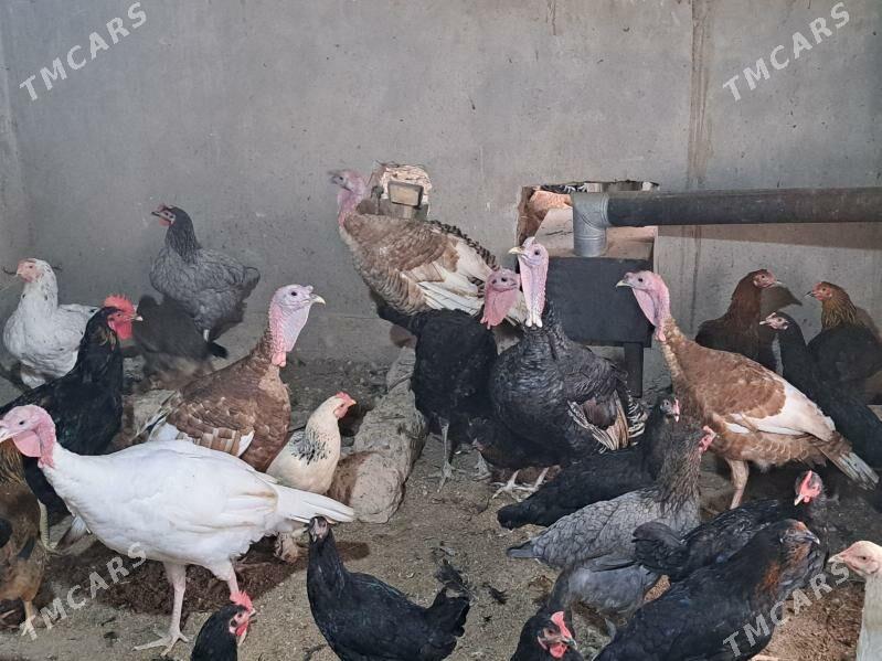 индюк - Туркменабат - img 2