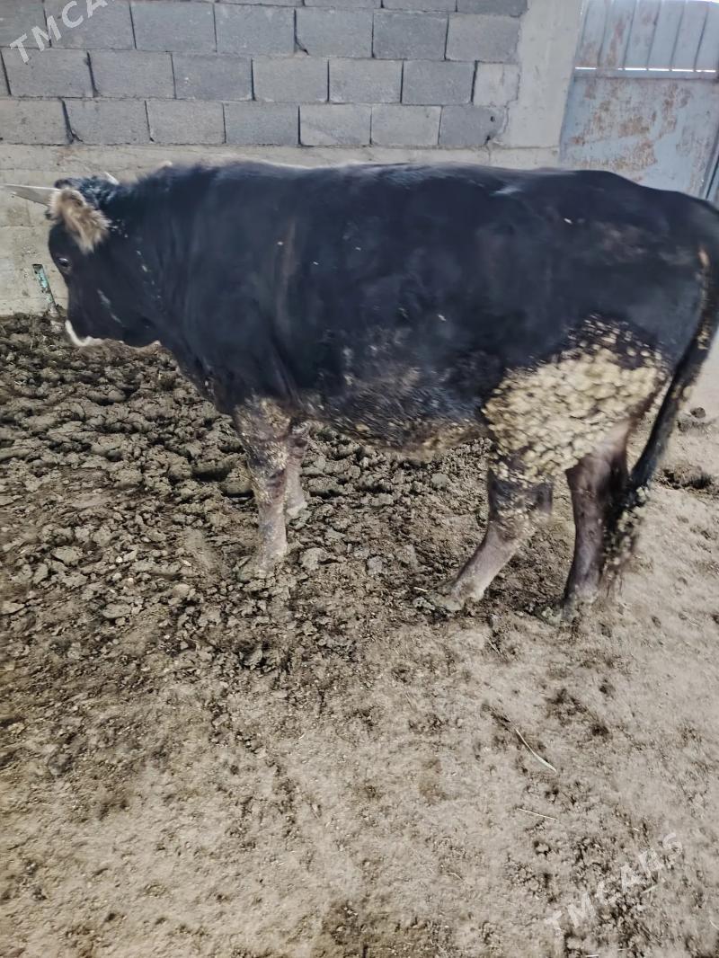 Okuz - Bäherden - img 2