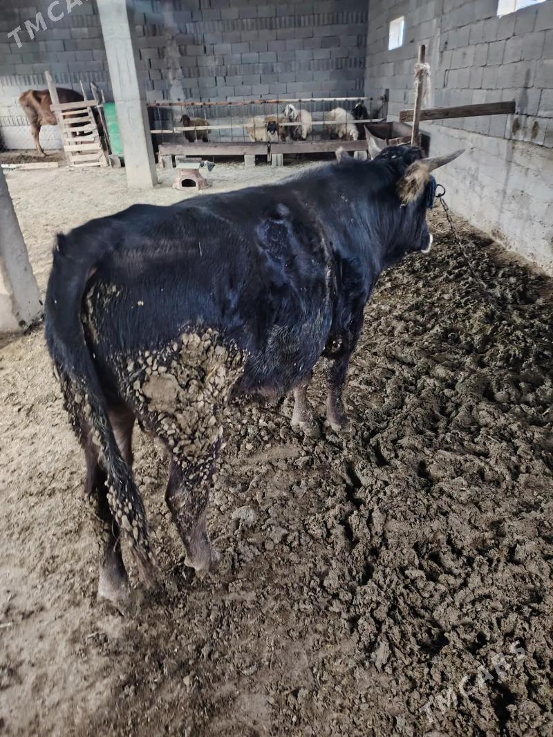 Okuz - Bäherden - img 1