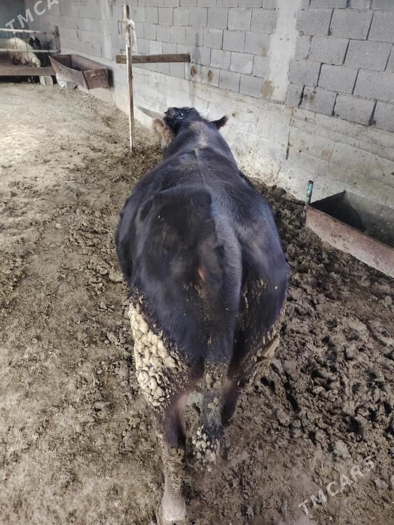 Okuz - Bäherden - img 3