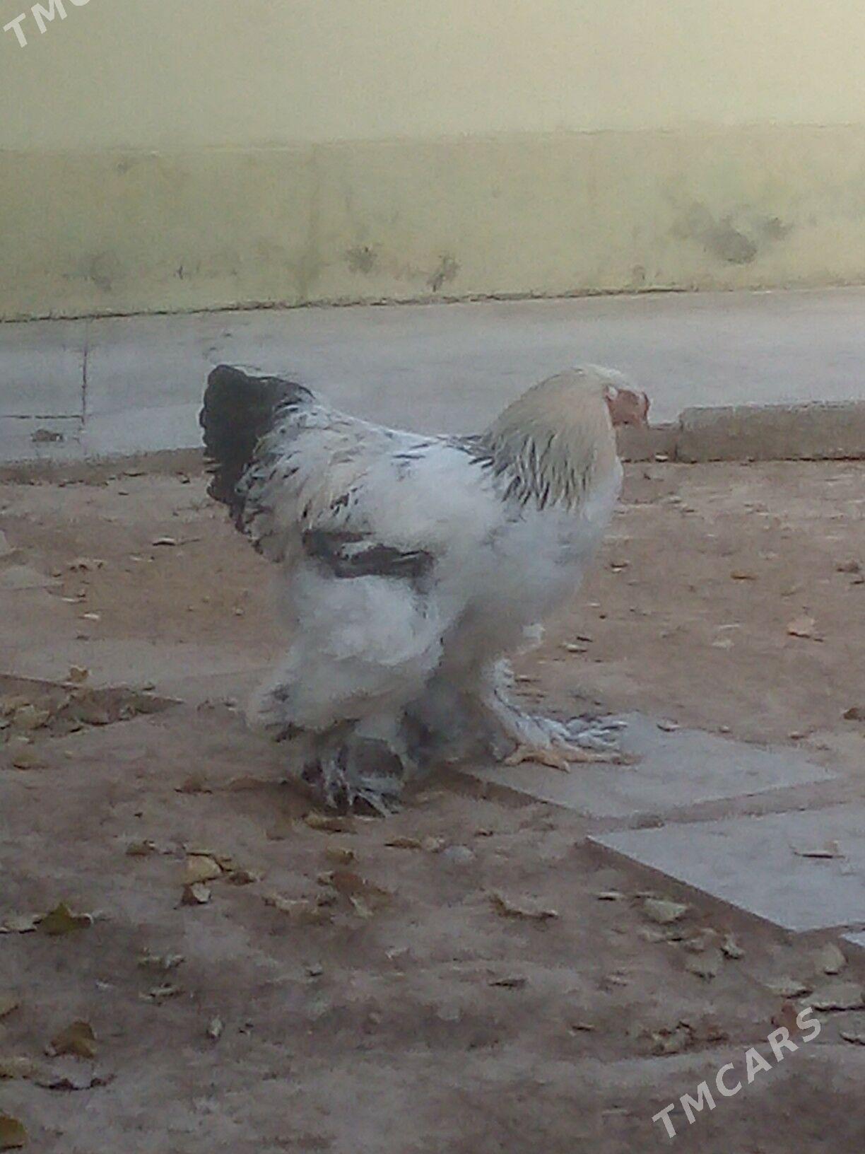 brama yaş horaz - Aşgabat - img 2