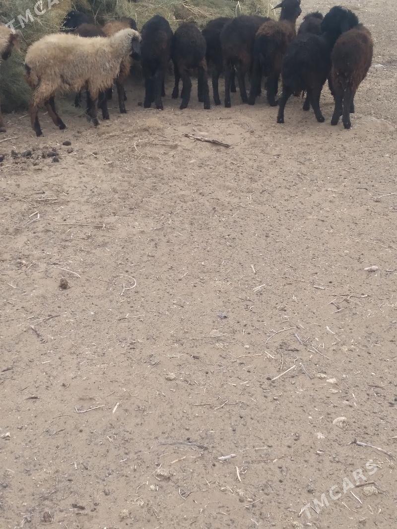 tokly garakol - Ак-Бугдайский этрап - img 1