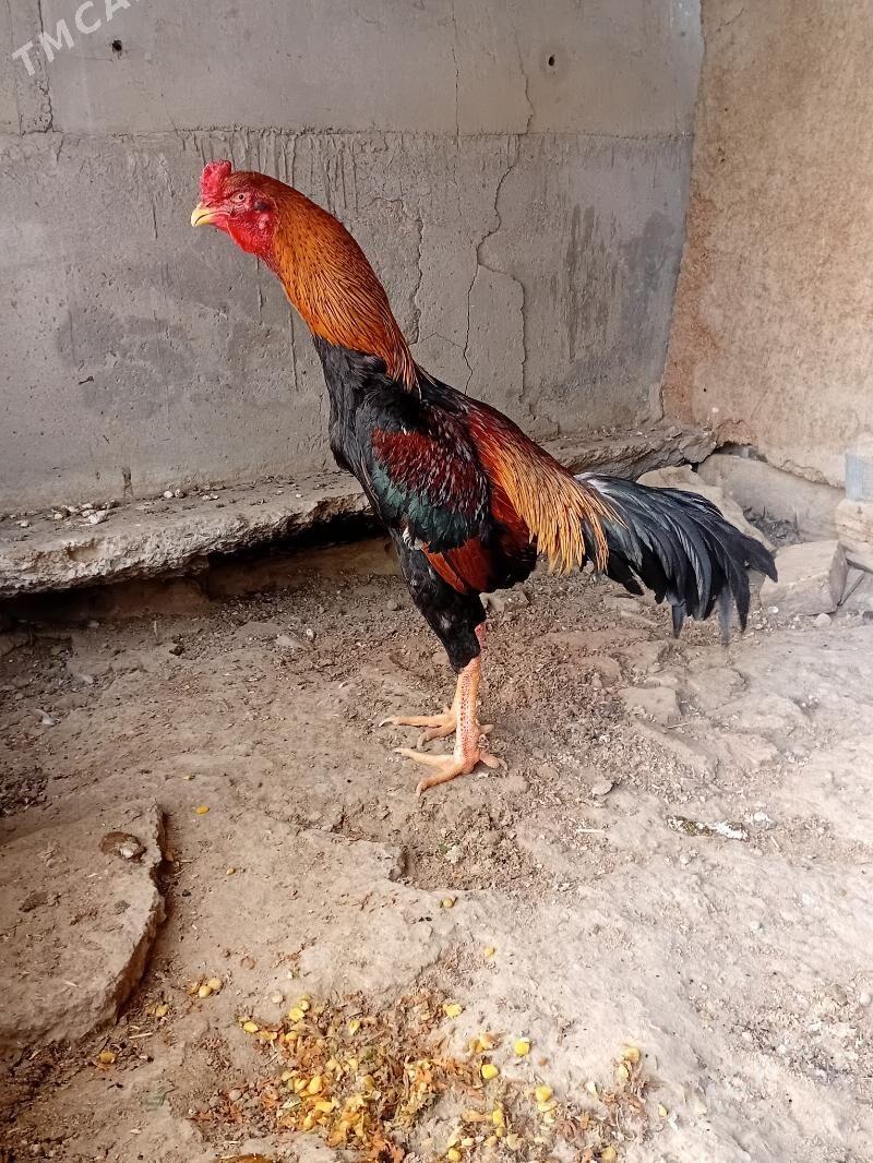 horaz - Bäherden - img 1