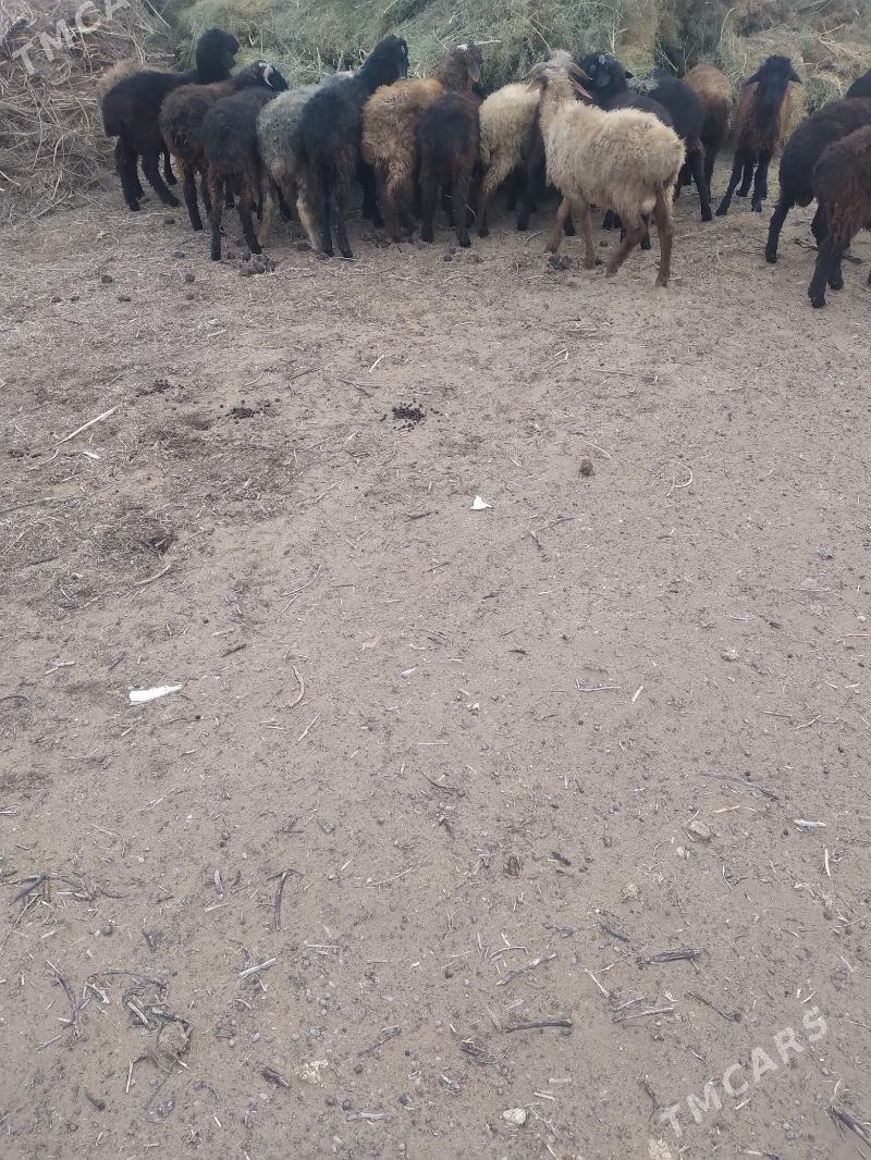 tokly garakol - Ак-Бугдайский этрап - img 3