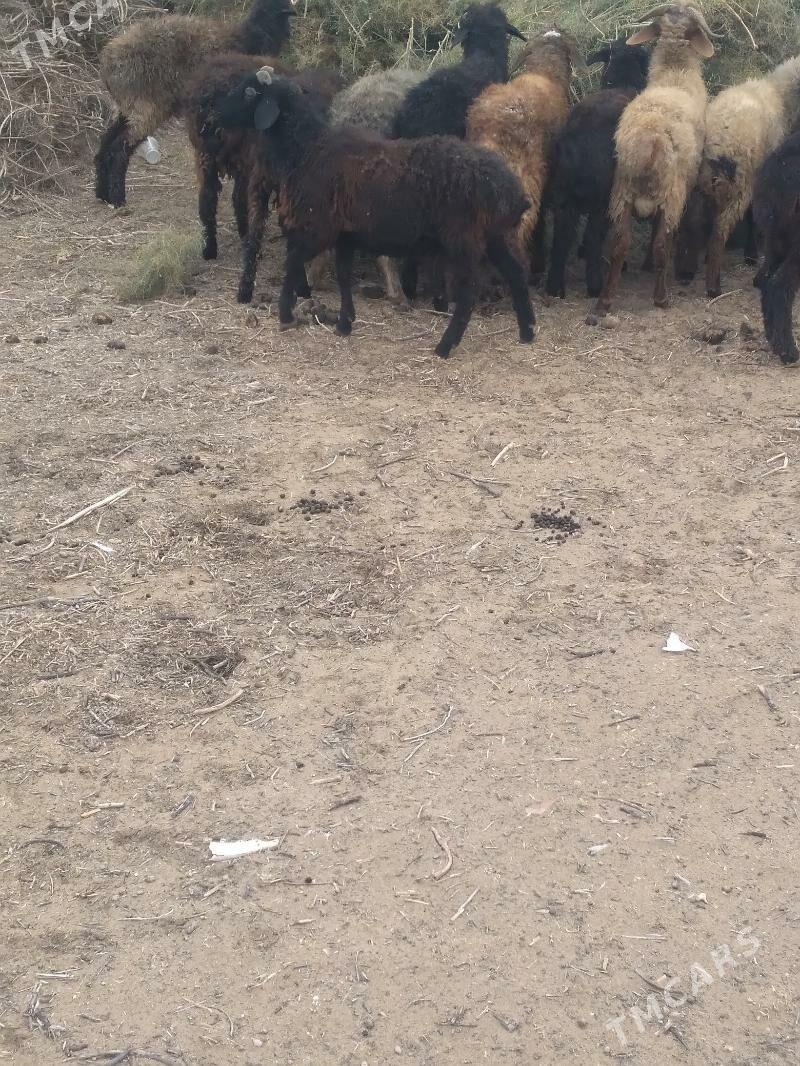 tokly garakol - Ак-Бугдайский этрап - img 2