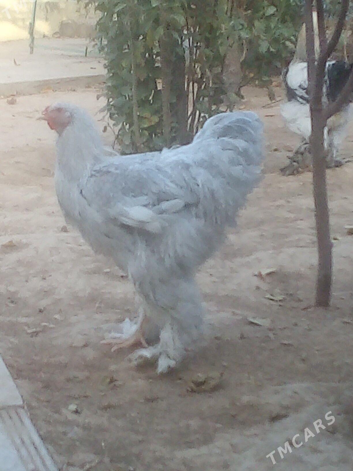 Yaş Lawanta tohum horaz - Aşgabat - img 2