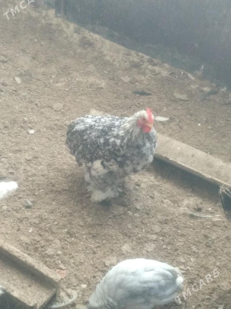 towuk juje karlik kohnik horaz - Гызыларбат - img 4