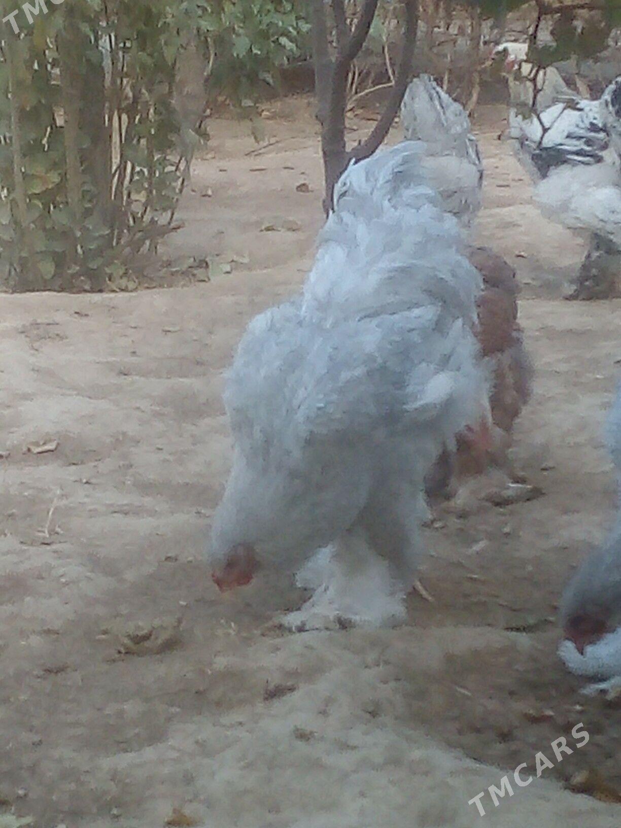 Yaş Lawanta tohum horaz - Aşgabat - img 3