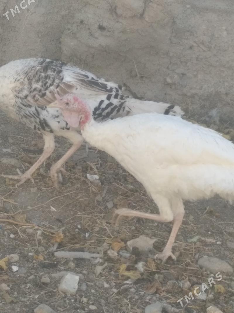 erkek induk - Гызыларбат - img 1