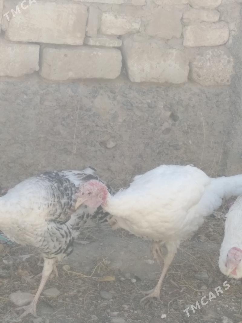 erkek induk - Gyzylarbat - img 4